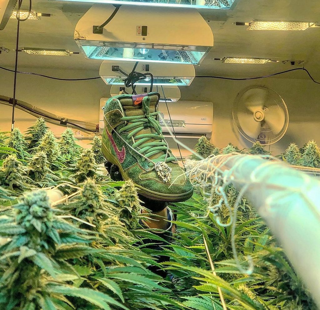 One of my old basement grows. Peep the recessed gavitas 👀🙇🏻‍♂️

Should I post more of my old grows?? I’m working on a compilation of some old videos in my archives. 20 likes and maybe I’ll drop a coin to stream it on 😅(I won’t abandon my other shit, dw)