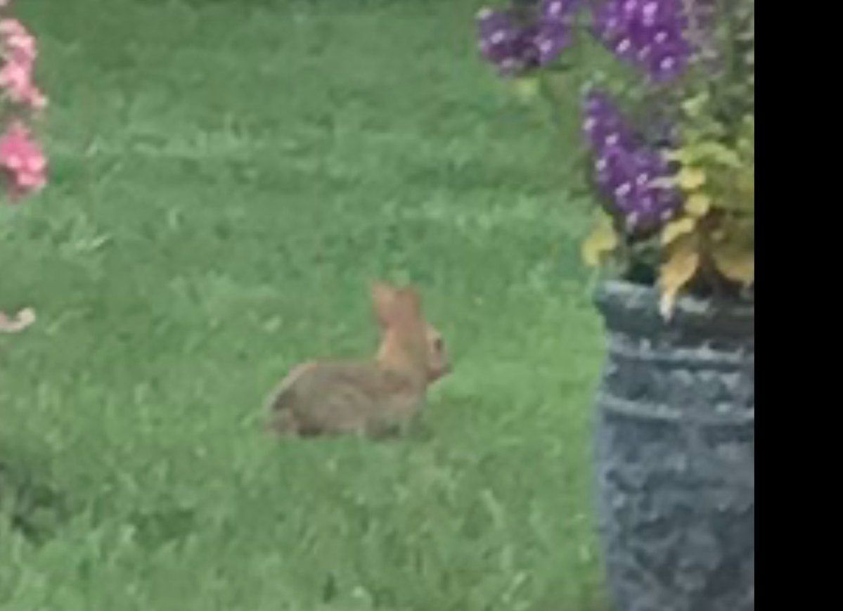 PhiladelphiAnne's tweet image. Good news. Our little bunny that I freed from the mouse glue trap is hopping around the yard eating our petunias!!!! we are so happy to see he’s OK!