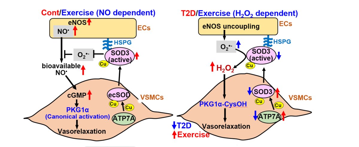 Sudhahar &amp; colleagues found #exercise protects blood vessel in #diabetes by turning on natural #antioxidants (#SOD3) that produce physiological levels of hydrogen peroxide to keep blood vessels healthy. Learn more at ahajrnls.org/3IU4wz5