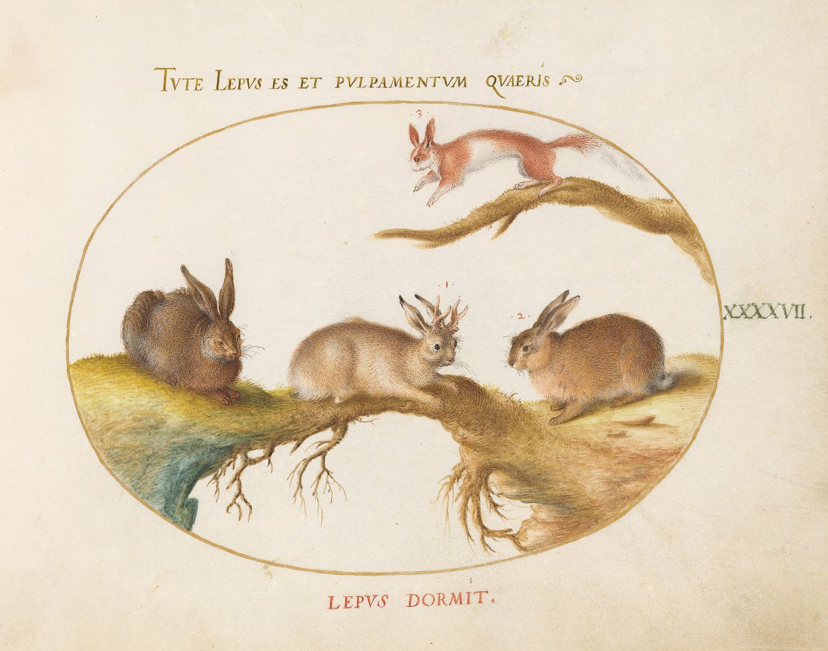 isidro_li's tweet image. From Joris Hoefnagel's 𝘈𝘯𝘪𝘮𝘢𝘭𝘪𝘢 𝘘𝘷𝘢𝘥𝘳𝘷𝘱𝘦𝘥𝘪𝘢 𝘦𝘵 𝘙𝘦𝘱𝘵𝘪𝘭𝘪𝘢 (𝘛𝘦𝘳𝘳𝘢), c. 1575