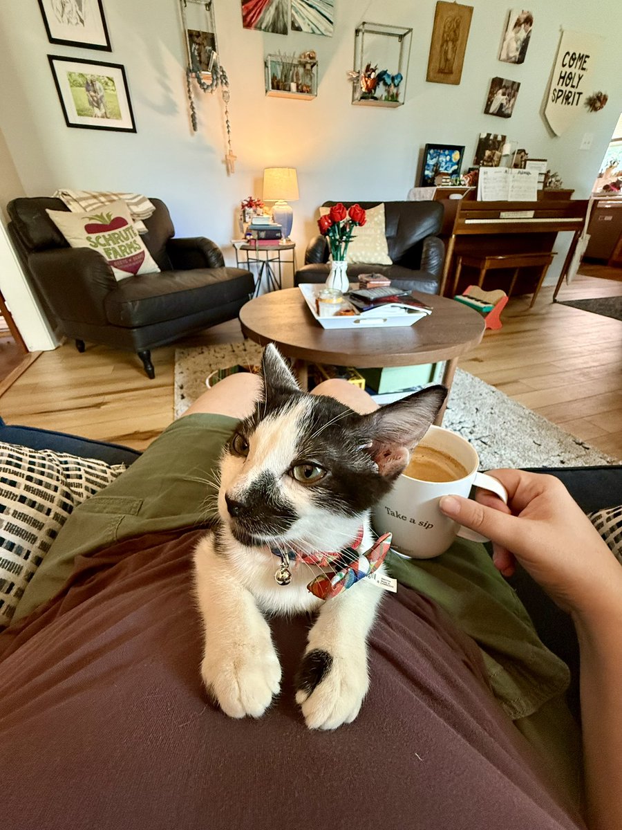 KatiePMcGrady's tweet image. No one told me how snuggly a cat would be, and oh my goodness he is such a gem