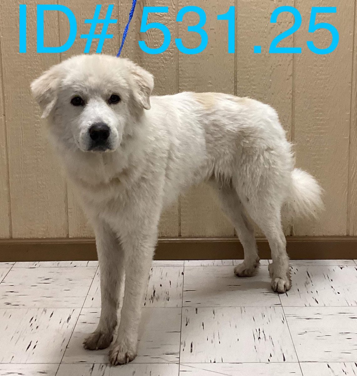 #KerrvilleFlood #TexasFloods 

~ Found: Male Pup. 

“Found in the 1300 Block of Ranchero Rd., Kerrville 
Owner Reclamation Hold Over on 7-23-25 at 1:17 PM”. 

“ID# 531.25
Male Great Pyrenees Mix 
Approximately 3 Years Old 
Approximately 52 lbs
Not neutered 
If you are the owner,
