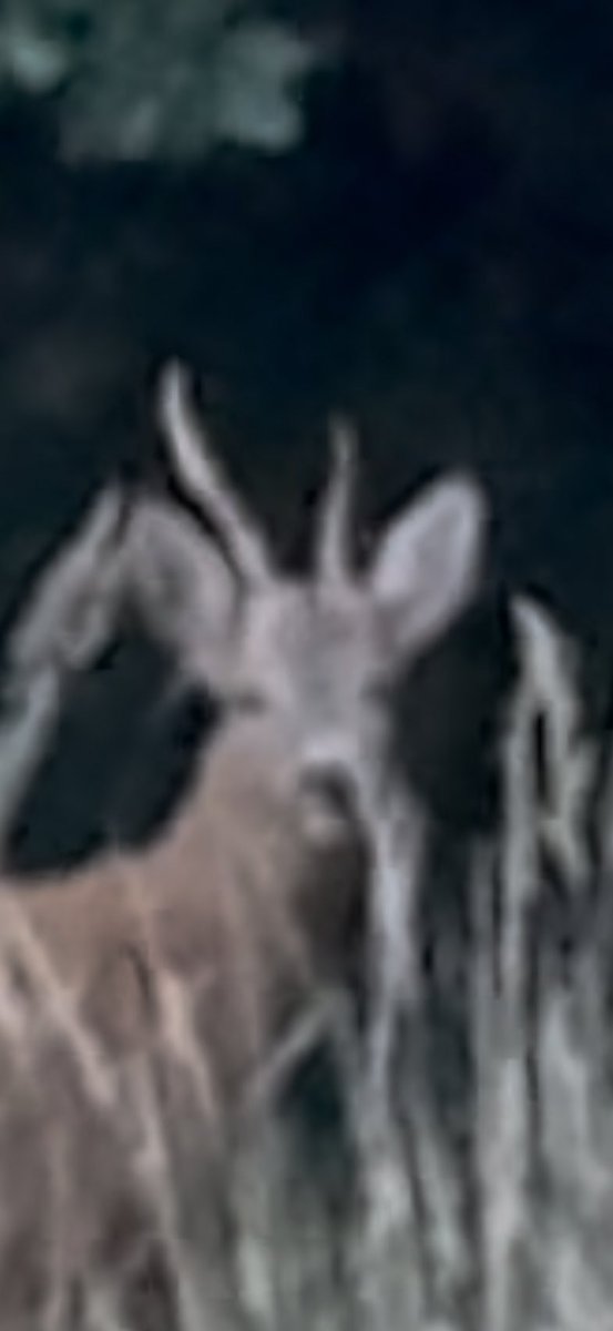 mahtfrid's tweet image. Le fameux