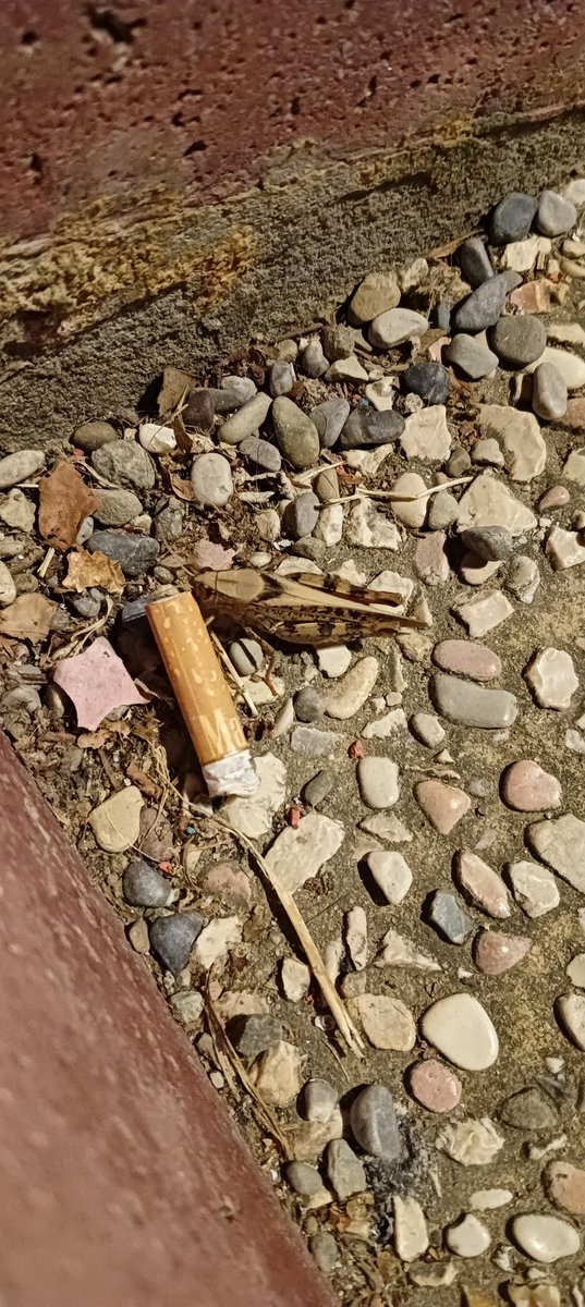 Divinless's tweet image. er mio jungler co kha'zix