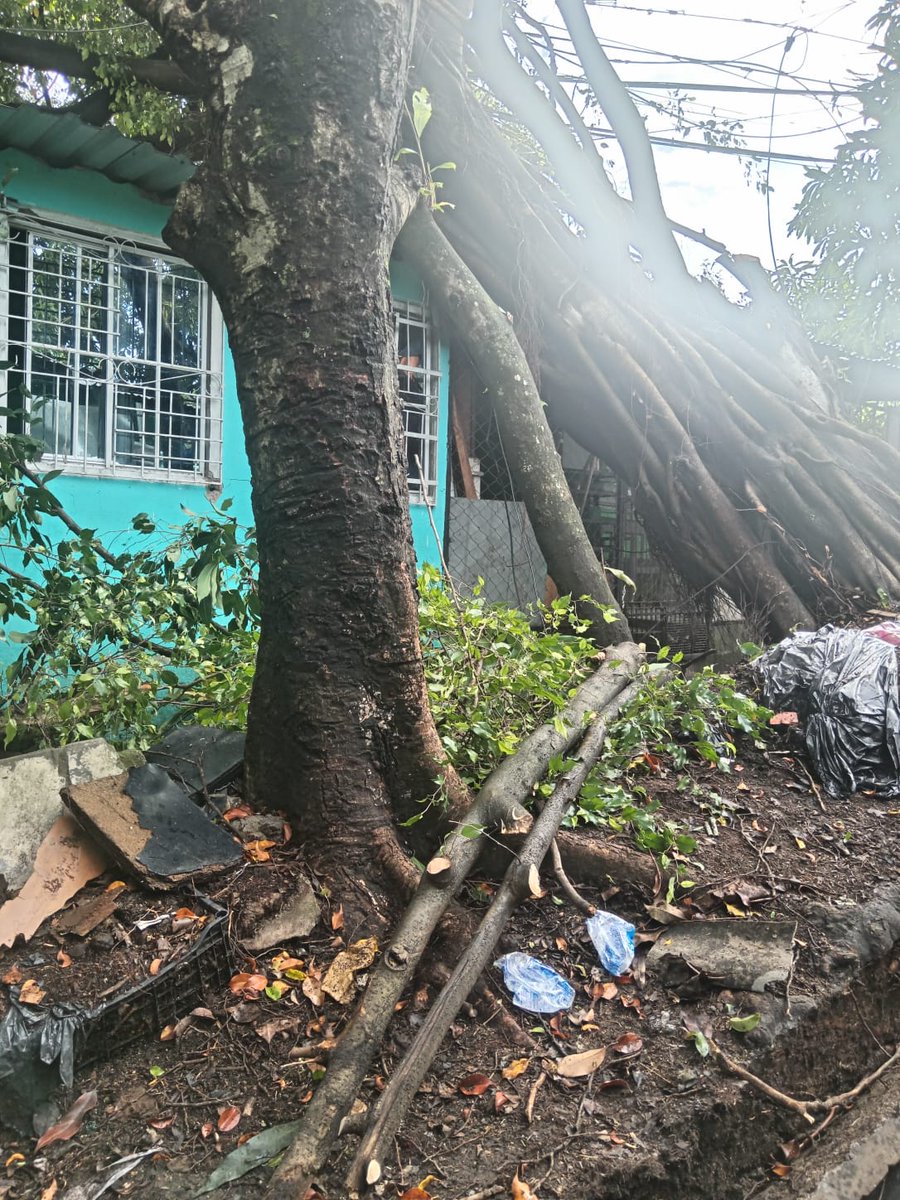 SirocoSv's tweet photo. @nayibbukele  El día de ayer, producto de la tormenta, se registraron múltiples caídas de árboles en diferentes sectores, y uno de los casos más críticos se encuentra en Ciudad Futura, Pasaje 83, Fase 2, Cuscatancingo.
Solicitamos su ayuda!  🙏 https://t.co/lGtV6sk77p