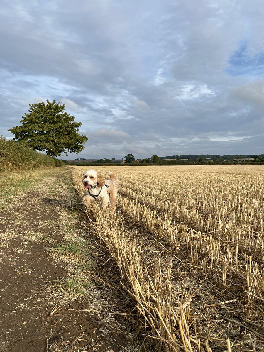 mikip555's tweet image. These are the ‘dog days’. The Ancient Greeks and Romans named this point of the year - the warmest and most humid time - after the Dog Star, Sirius, which is luminous over the southern horizon before dawn at this time of year. It’s also the very best time of year for evening dog…
