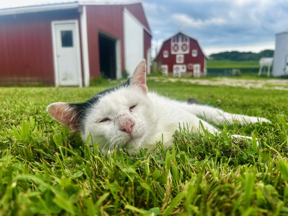 elizableu's tweet image. Here’s a new picture of my cat Carl.