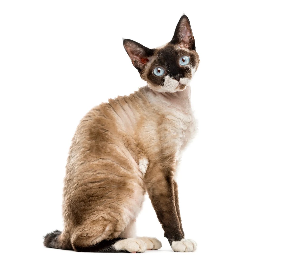 VoxYork's tweet image. Viktor Arcane is a Devon Rex and Arcane Herald is an Oriental Short Hair, I won't explain myself.