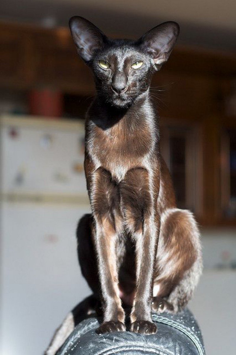 VoxYork's tweet image. Viktor Arcane is a Devon Rex and Arcane Herald is an Oriental Short Hair, I won't explain myself.