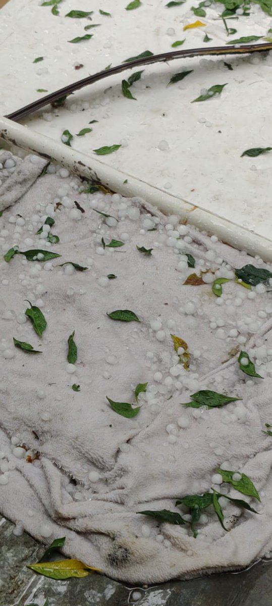 Mr_Moflez's tweet photo. @CapLaloVargas @24_morelos Estuvo del demonio esa tormenta solo del lado poniente y sur. Granizo inusual de tamaño en zonas bajas de la ciudad. https://t.co/3dLel6JU4p