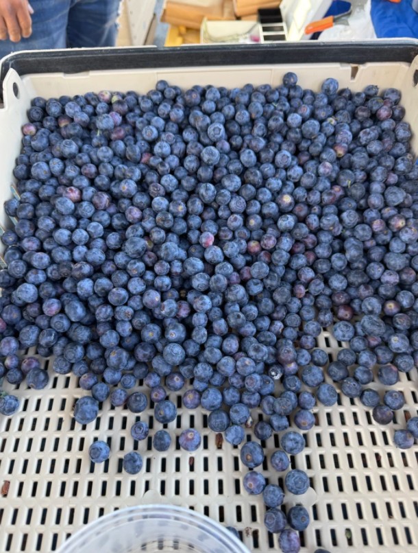 WisdomSeeker225's tweet image. Saturday moments in San Mateo 🌿
Picked up some fresh blueberries from a Mexican street vendor, and found this special purple broccoli too. Little surprises like this make the day feel extra nice
