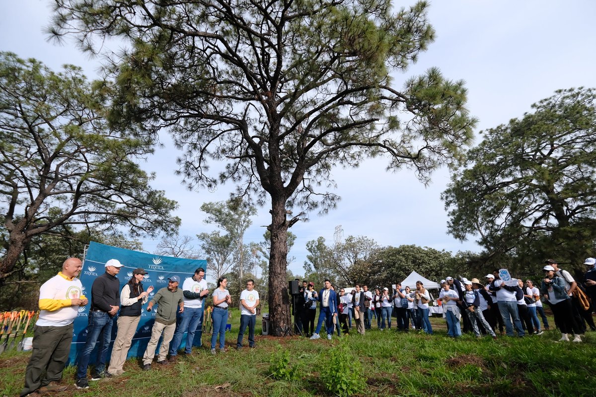 SemadetJal's tweet image. En conjunto con la SEMADET y el @BosquePrimavera, el Consejo Regulador del Tequila reafirmó el compromiso de sostenibilidad en la cadena productiva agave-tequila al plantar 925 pinos oocarpa en una jornada de reforestación, con árboles provenientes del vivero del @FIPRODEFO. 🌳