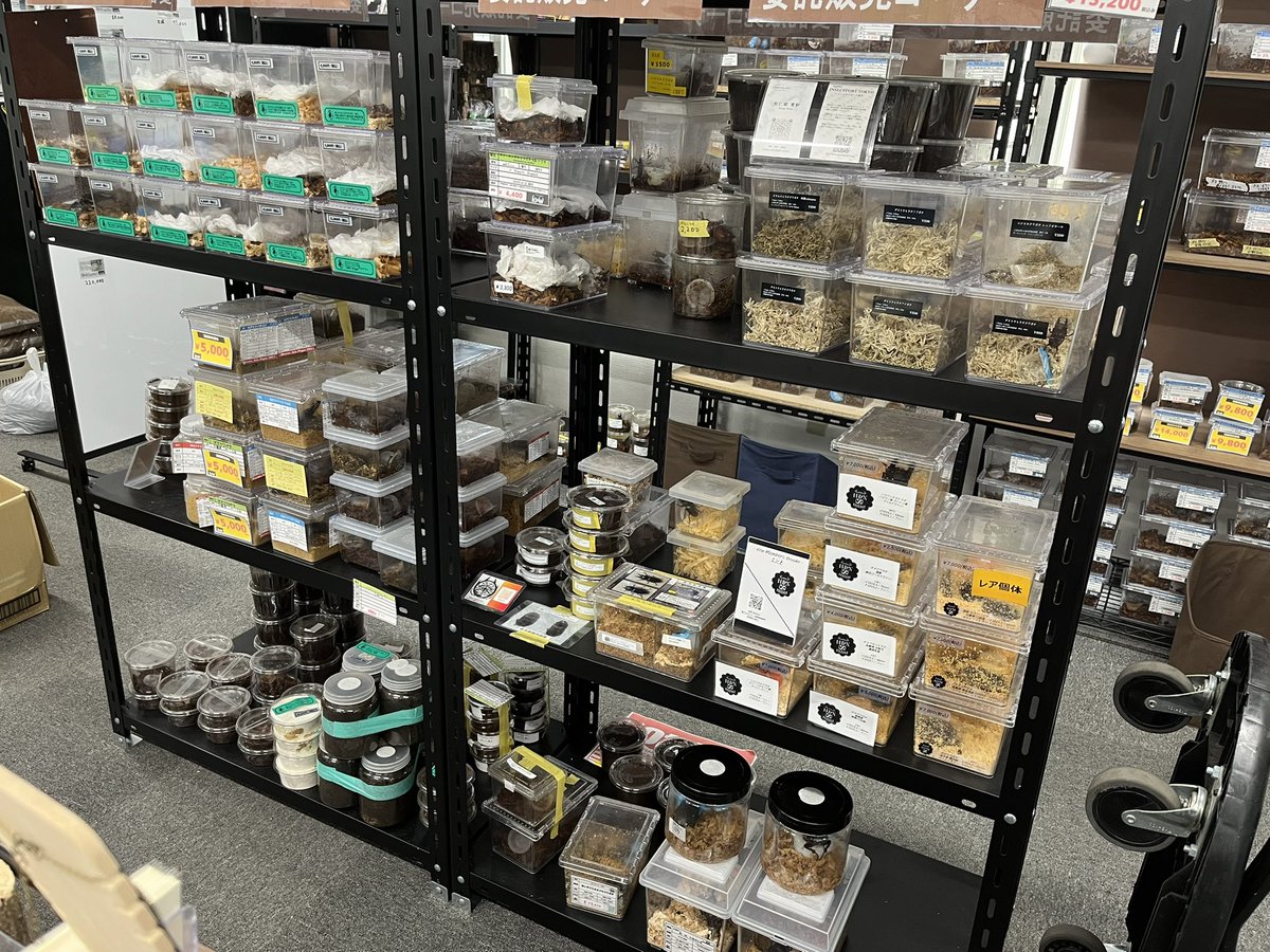 kpwstaff6498's tweet image. おはようございます！今日はお店でお留守番のどんちゃんです🙇‍♀️
インセクトポート東京、楽しみですね😆お店は生体を持って行ったためガランとしてますが、委託販売の個体はずらりと並んでいますので、よろしければお越しくださいませ😌

どんぶり
