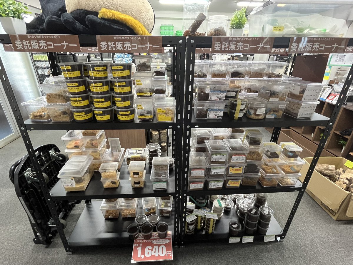 kpwstaff6498's tweet image. おはようございます！今日はお店でお留守番のどんちゃんです🙇‍♀️
インセクトポート東京、楽しみですね😆お店は生体を持って行ったためガランとしてますが、委託販売の個体はずらりと並んでいますので、よろしければお越しくださいませ😌

どんぶり