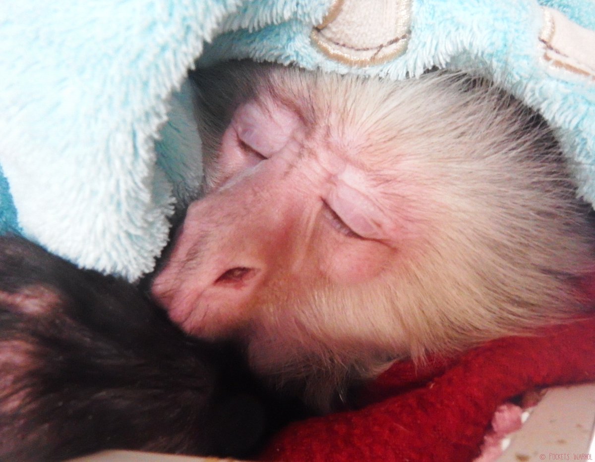 PocketsWarhol's tweet image. 💤🌌🐵