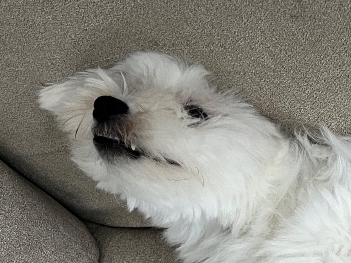 _kinarinari's tweet image. ブラッシングに全面協力でえらいーぬ
顔ぺちゃんこだね
