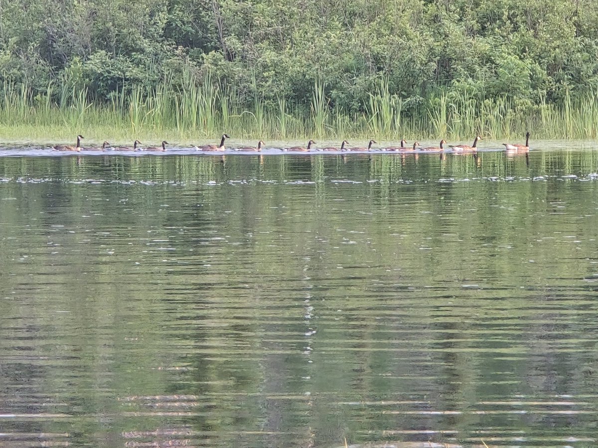 Let's follow mama. #geese #Summer2025