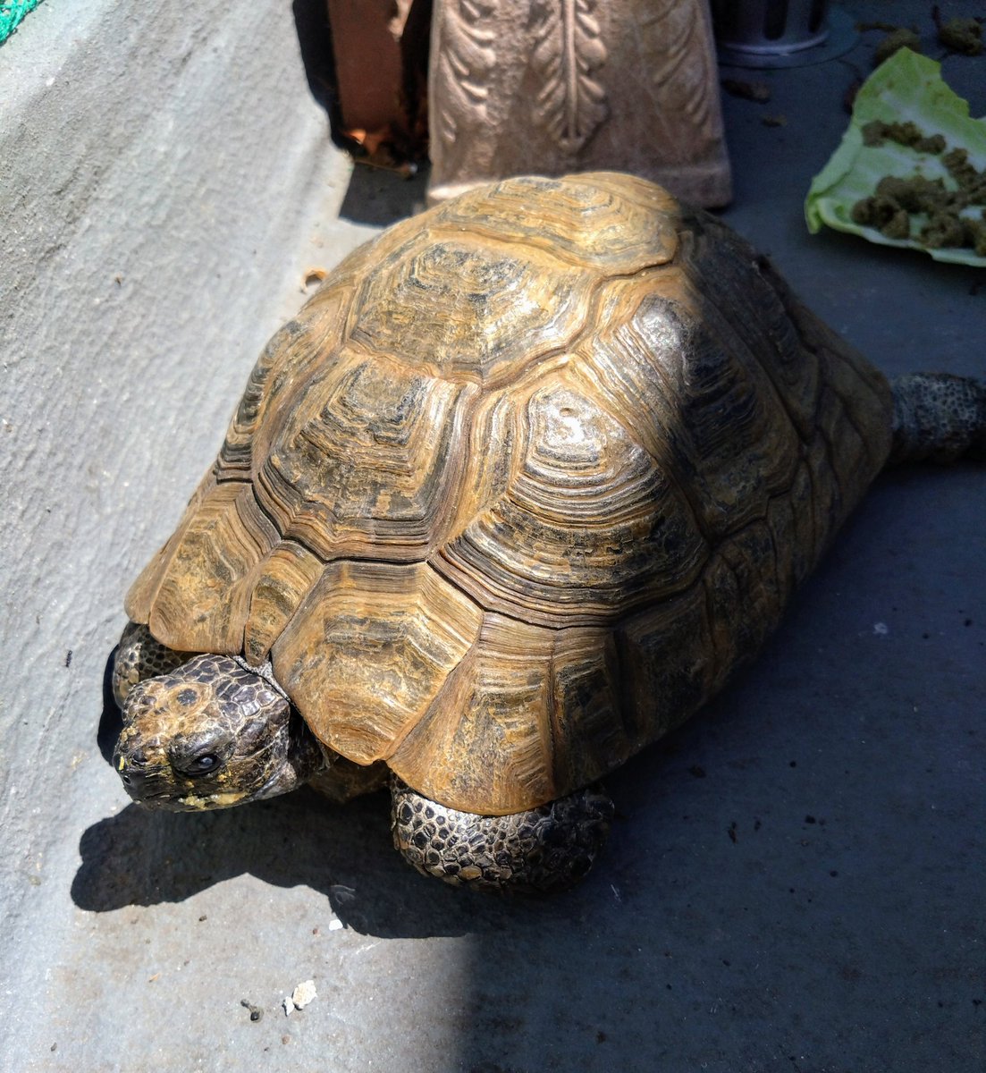 testudo216's tweet image. #ギリシャリクガメ
久々に外に出したら紫外線に飢えてたのか暑いのに日向に出てるガラさん
今日は落ちてた枯れ葉を食べてた
殺風景なベランダだけどプランターから垂れ下がったサボテンやツユクサを時々齧ったりしてる
実家の庭で飼えてた時は虫の死骸や猫の💩まで齧る事もあった
