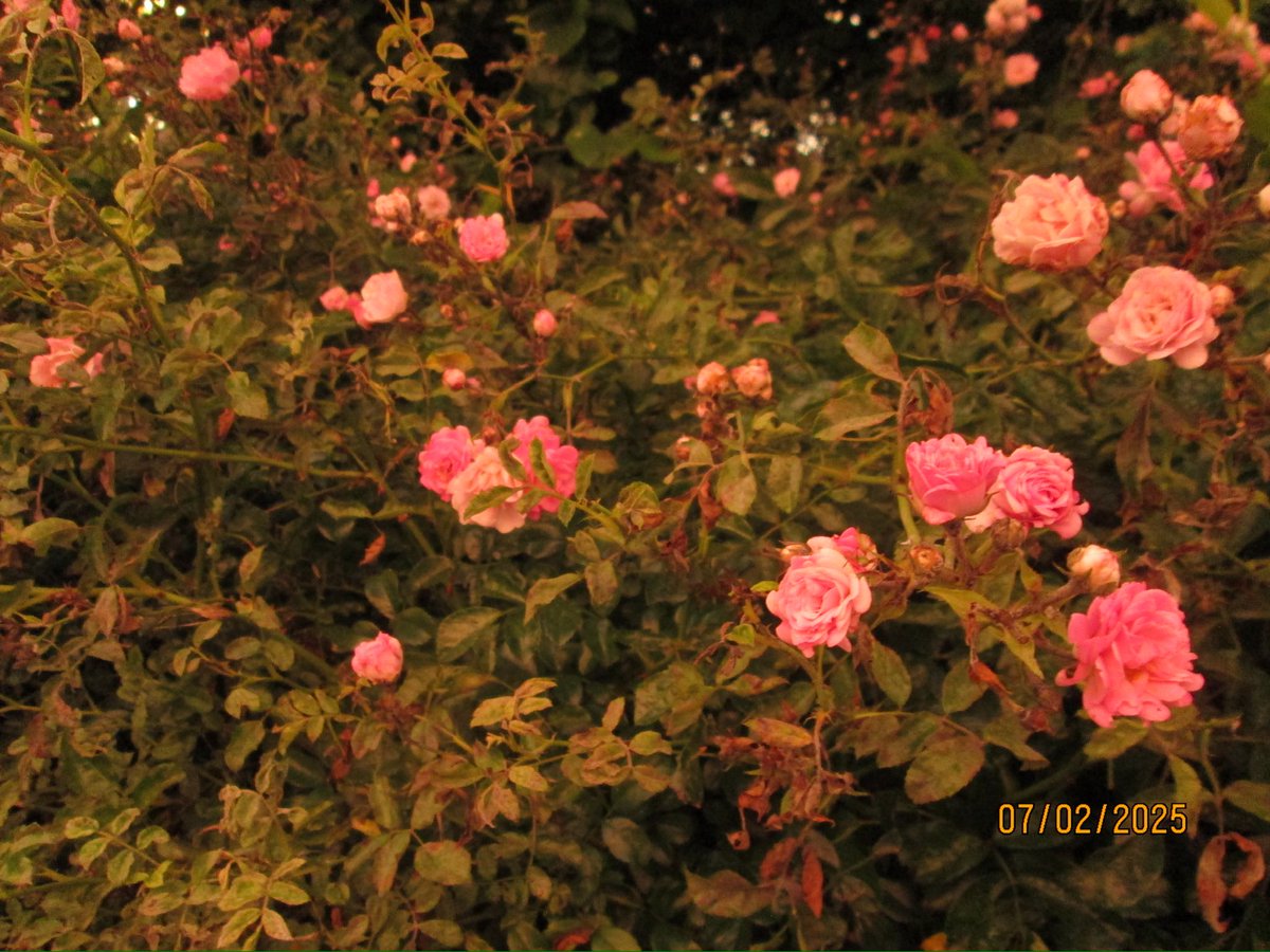 _muddypaws_'s tweet image. beach dayz