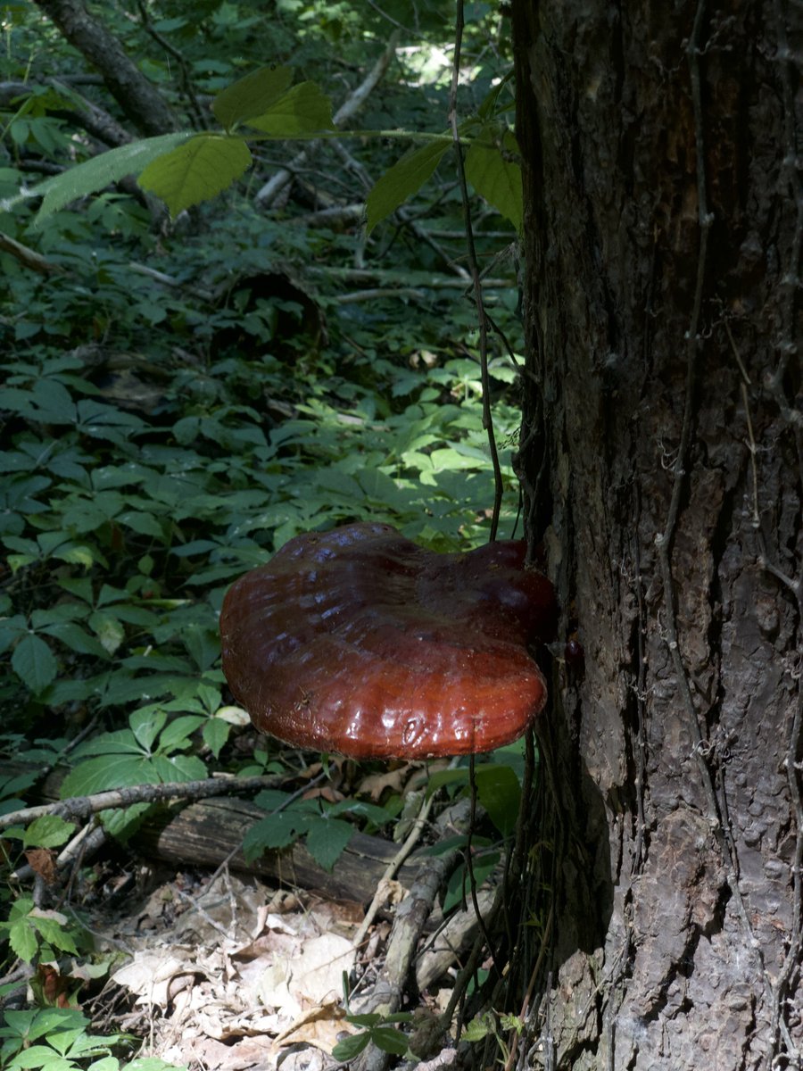 augustaghast's tweet image. Yesterday this accidental photo of pure redness appeared in my gallery and then shortly after I spotted this perfect reishi, as though primed