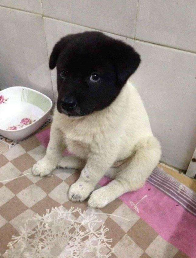 TweeetsOfDogs's tweet image. Hi 🖐 I've been waiting all day but nobody even said hello to me... I'm so sad.. 🥺.