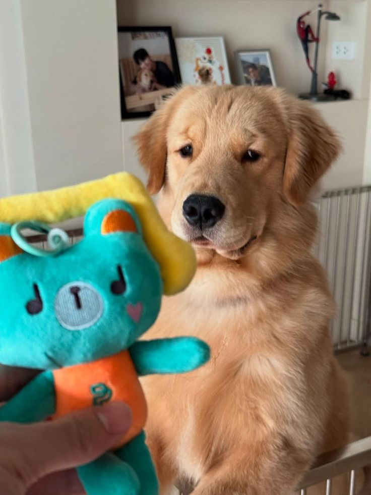 petpuppies👿😺 (@petpopular) on Twitter photo 