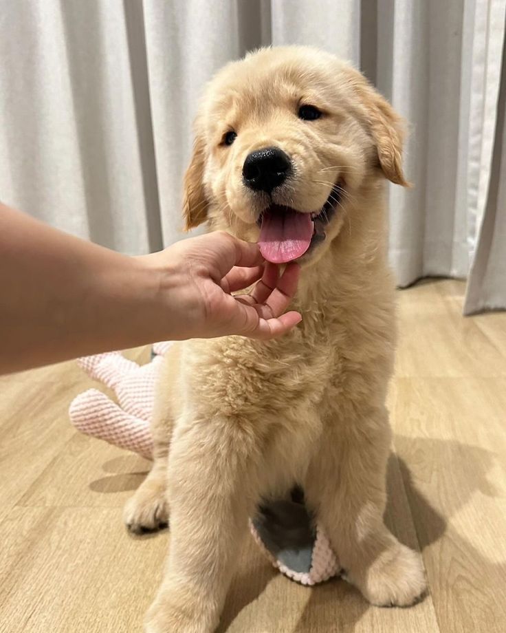 petpuppies👿😺 (@petpopular) on Twitter photo 