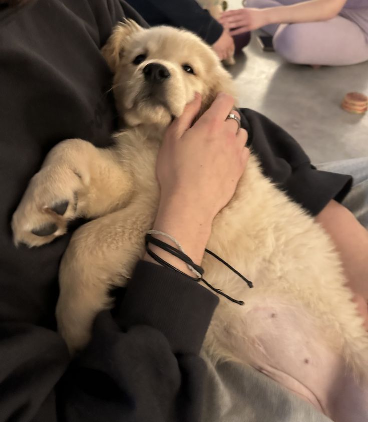 petpuppies👿😺 (@petpopular) on Twitter photo 