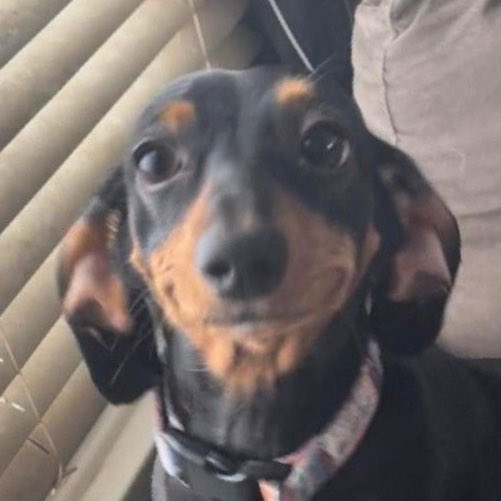 puppyhueka's tweet image. 