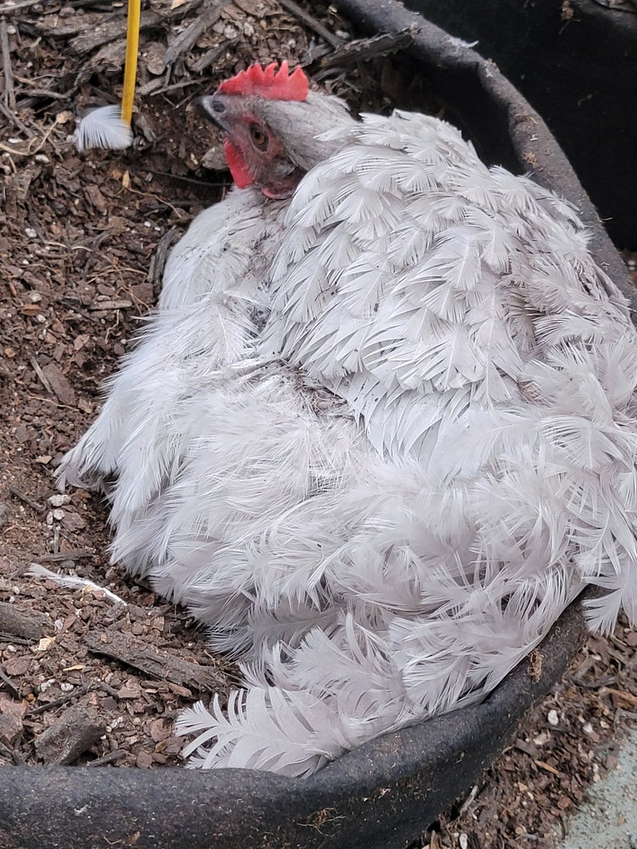 OurLullabyeFan's tweet image. At 4am tonight The Fluffiest Chicken will show up at the foot of your bed. Like and repost to claim.