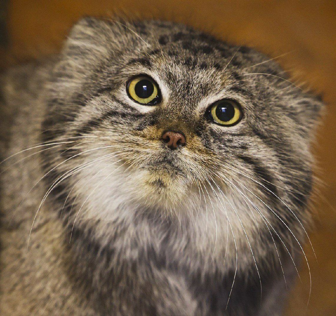 Daily Manul (@dailymanul) on Twitter photo 