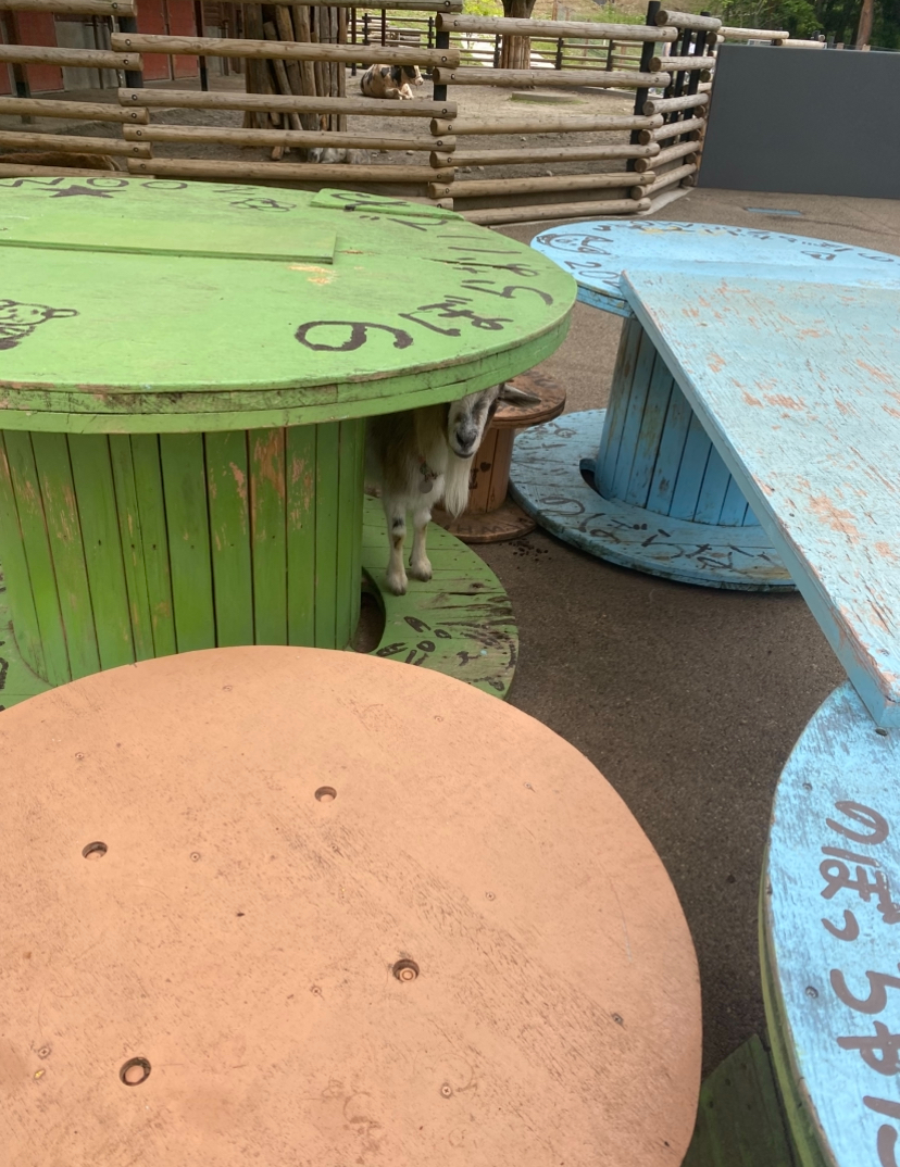 moriokazoo's tweet image. ヤギのメス“こまち”はヤギ遊具の内側で飼育係にバレないように潜んでいることがあります。いつもこの遊具付近に潜んでお客様や飼育係の様子を見ています。時々“こまち”に気づかずに遊具を動かして掃除をすることがあり驚かされます(笑)#つながるいのち #行こうぜZOOMO #盛岡市動物公園ZOOMO #盛岡市