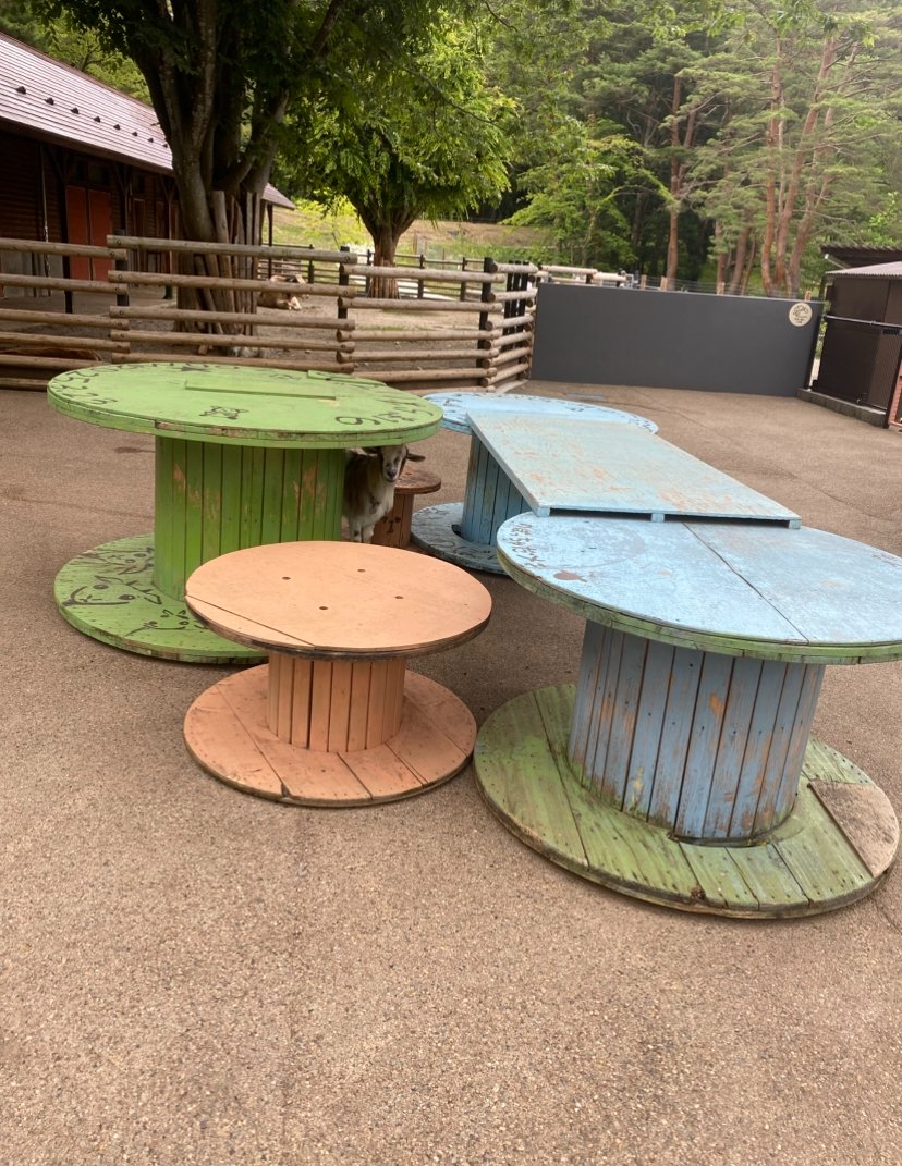 moriokazoo's tweet image. ヤギのメス“こまち”はヤギ遊具の内側で飼育係にバレないように潜んでいることがあります。いつもこの遊具付近に潜んでお客様や飼育係の様子を見ています。時々“こまち”に気づかずに遊具を動かして掃除をすることがあり驚かされます(笑)#つながるいのち #行こうぜZOOMO #盛岡市動物公園ZOOMO #盛岡市