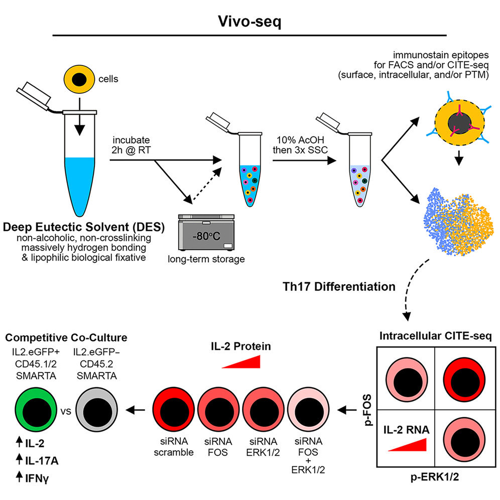 welnerlab (@welnerlab) on Twitter photo Integration of phospho-signaling and transcriptomics in single cells reveals distinct Th17 cell fates -> excellent work from <a href="/sfortma2/">Seth Fortmann</a>, <a href="/ChadhaAwal/">Awal Chadha</a> and team! cell.com/cell-reports/f… <a href="/CellReports/">Cell Reports</a> Integration of phospho-signaling and transcriptomics in single cells reveals distinct Th17 cell fates -> excellent work from <a href="/sfortma2/">Seth Fortmann</a>, <a href="/ChadhaAwal/">Awal Chadha</a> and team! cell.com/cell-reports/f… <a href="/CellReports/">Cell Reports</a>