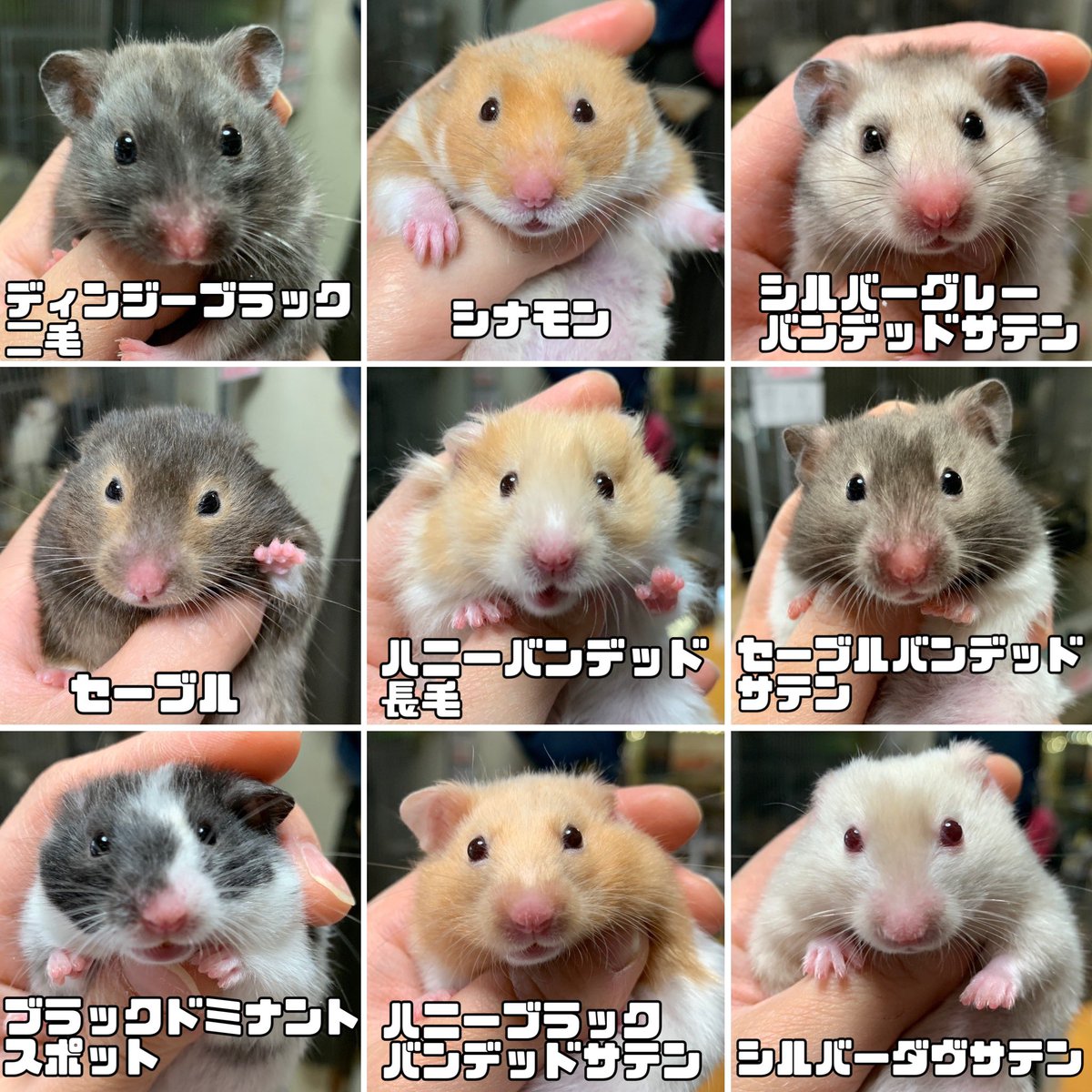 またまたNEWハムちゃん'sです🐹

レアなオッドアイの子を中心に
個性豊かな可愛い子達が沢山います✨

他にも各種モルフ沢山いますので
是非この機会に🤲🏻

 #ゴールデンハムスター 
 #シリアンハムスター