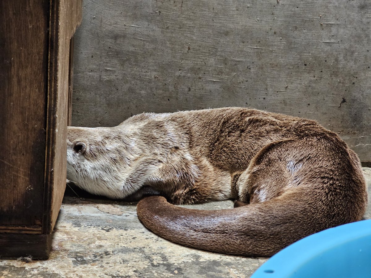 moriokazoo's tweet image. 朝の放飼待ちのカナダカワウソのメス“カエデ”です。巣箱から出たものの担当者がまだ準備中なので、巣箱に顔を載せて少し「二度寝」中。準備が終わる前に起きて、巣箱の外で待っているのは実は珍しいことです。普段は放飼場に出る扉を開けるまで巣箱の中にいることが多いです。#ZOOMO #つながるいのち