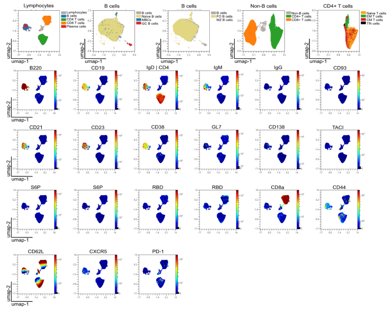 Waggoner Lab (@labwaggoner) on Twitter photo Multi-parameter spectral flow cytometry panel for immune phenotyping of murine B and T cell responses
biorxiv.org/content/10.110…
<a href="/HWardemann/">Hedda Wardemann</a> Multi-parameter spectral flow cytometry panel for immune phenotyping of murine B and T cell responses
biorxiv.org/content/10.110…
<a href="/HWardemann/">Hedda Wardemann</a>