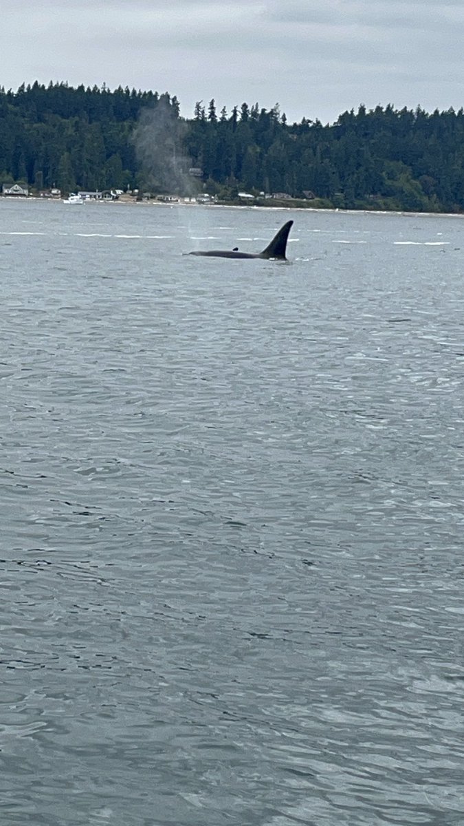 Libolt Family Vacation
Day 7 &amp; Final Day!
Upper NW Washington-in Anacortes!
Whale watching &amp; friends tour! Yes, that’s us in snow gear-brisk 45• then in a speed boat 4 a few hours!
Got into a family of Orca killer whales-was unreal! Sea Lions were all over as well! Great Day!