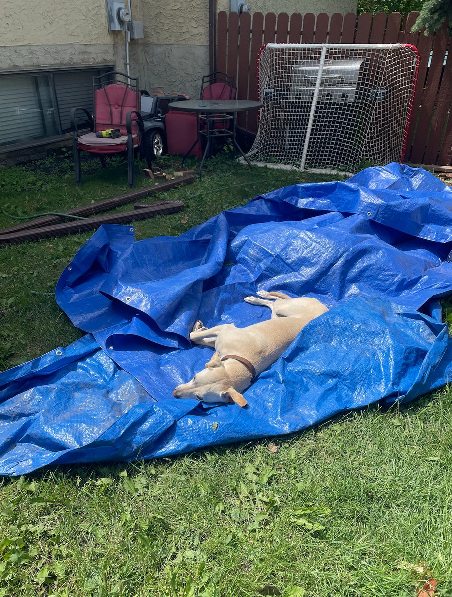 helping with some rain mitigation in the yard next door.  
my dog is a fucking unit.