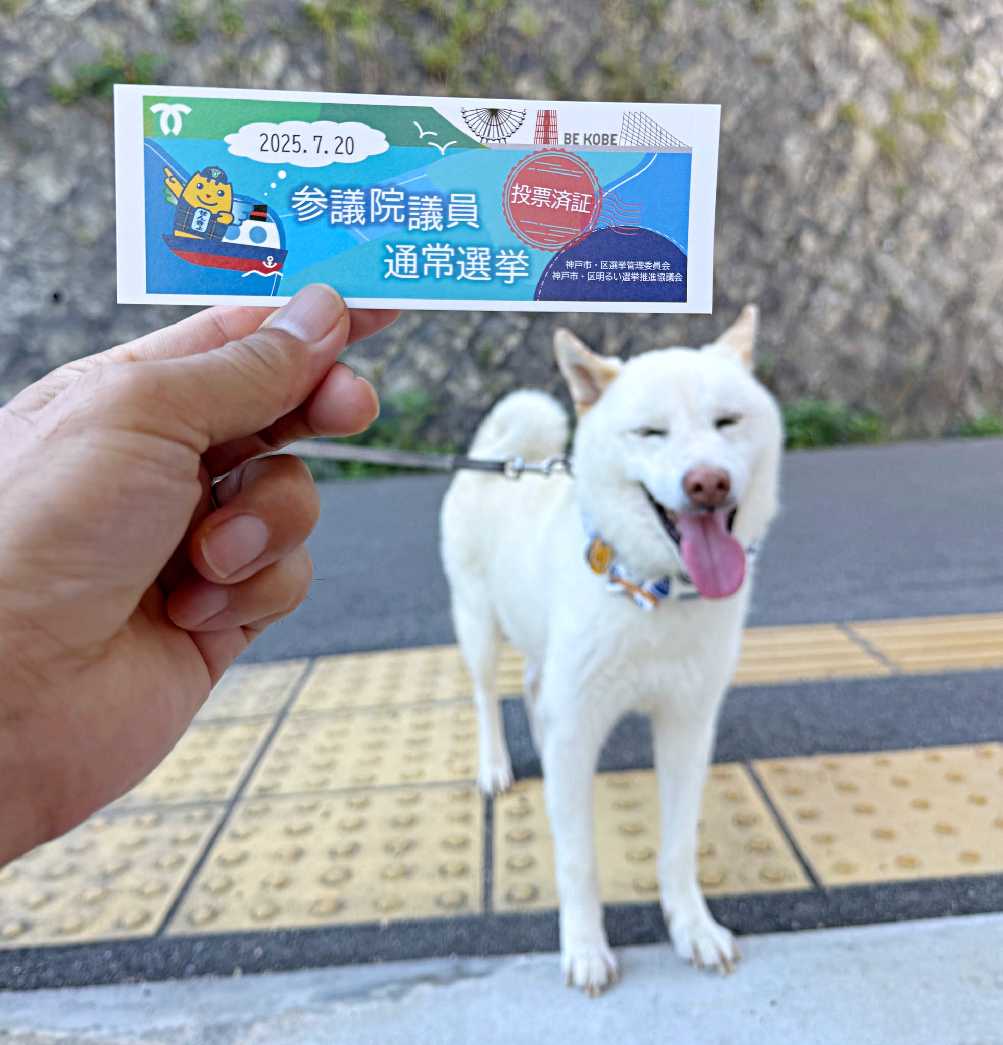 ゲン太犬 ぶす絶妙✨ Chewchan🌷 #wirefoxterrier #terrier #dog