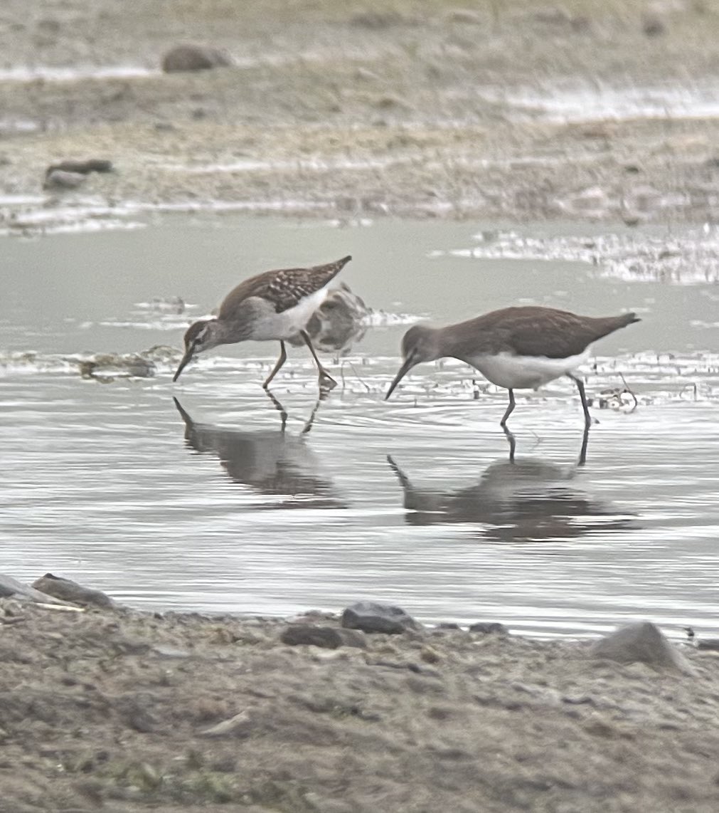 Weathers broke rain from continent…
As expected an arrival of “Post Breeding” Waders 
NOT 
“Autumn Migration”🤮

Infuriates me hearing that, it’s as if the Birders can’t be bothered with our Summer Delights &amp; want to fast forward to Conkers &amp; Redwings 🙄🤣👍🏻

Wood &amp; Green 2day