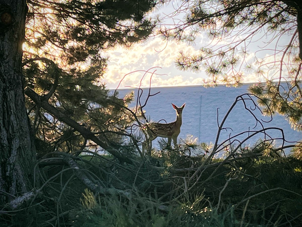 sallymauk's tweet image. Fawns everywhere.
#driveslow