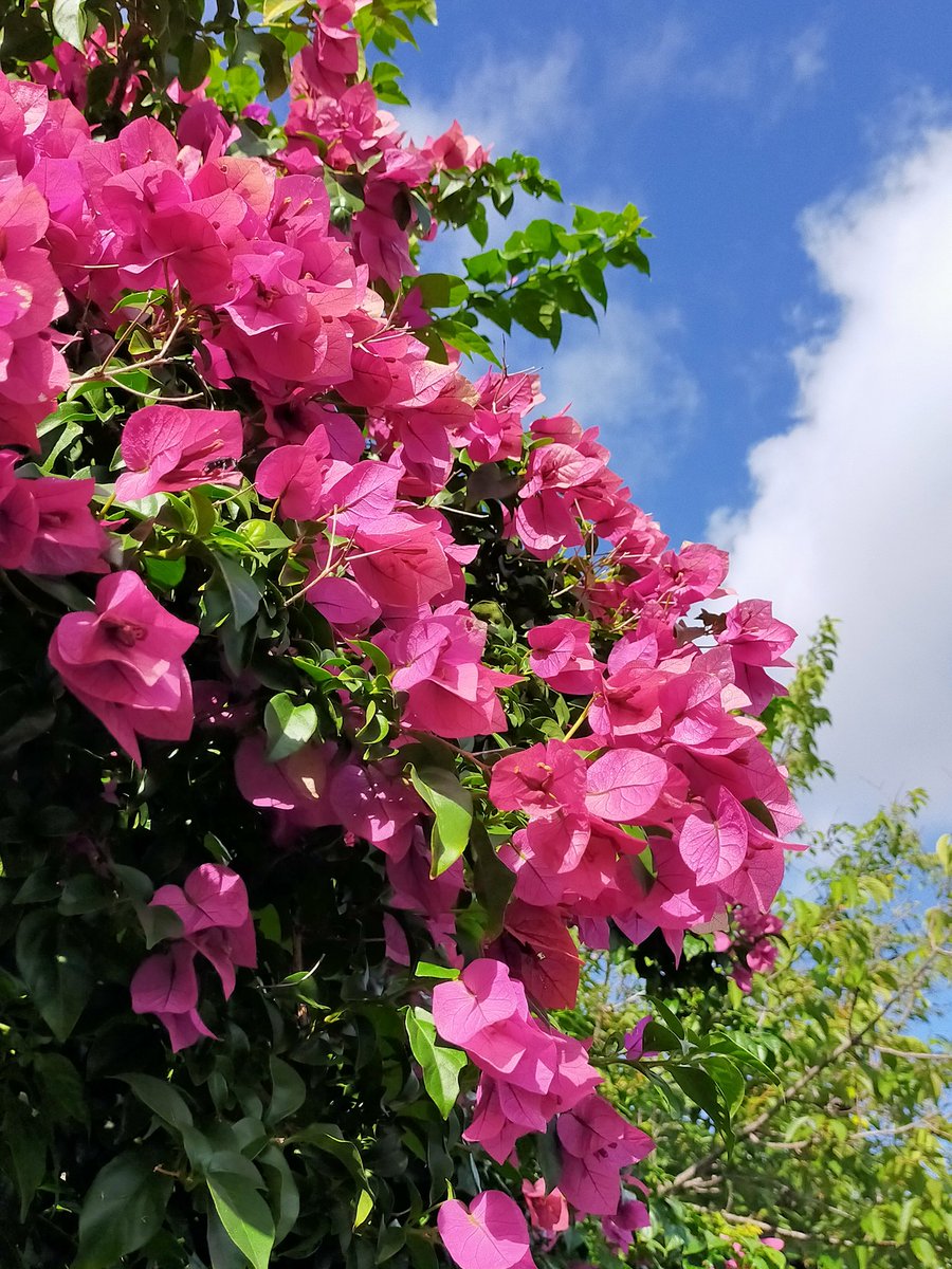 ブーゲンビリア❤︎専用ページ Bougainvilea ﾌﾞｰｹﾞﾝﾋﾞﾚｱ ﾌﾞｰｹﾞﾝﾋﾞﾘｱ 〝Veraシリーズ〟 明るく