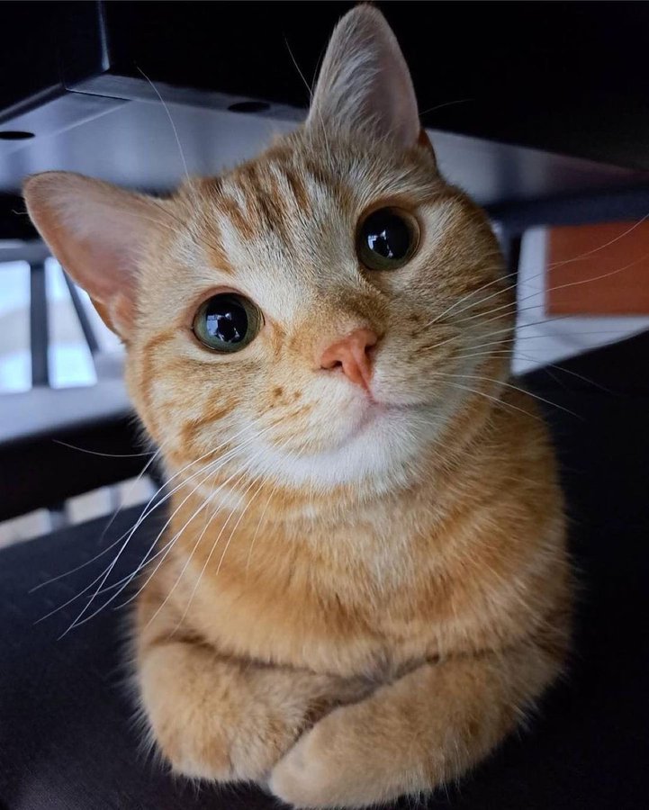 KyogreFemale's tweet photo. Olá gente
Como está o sábado de vocês? https://t.co/5GwCiaUaxy