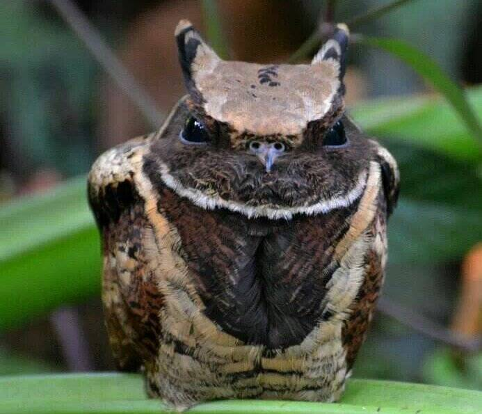 sai7n's tweet image. 🦉