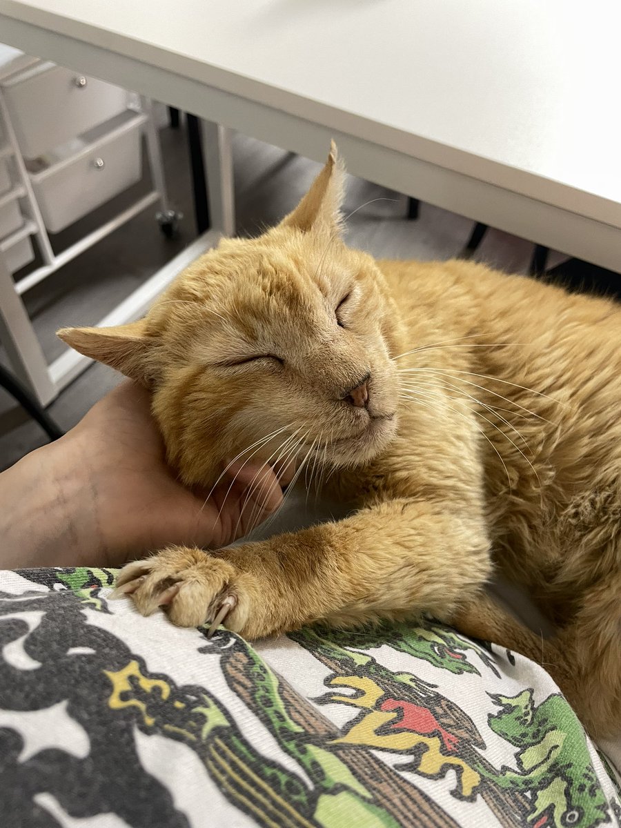 a month ago, you all donated when Scribbles needed you to save his life... now, he comes to you with any even bigger problem

our resident gross old man Mr. Perfect peed in the toy basket and the cats are now suffering through a severe toy drought

pictured: victim and pee boy