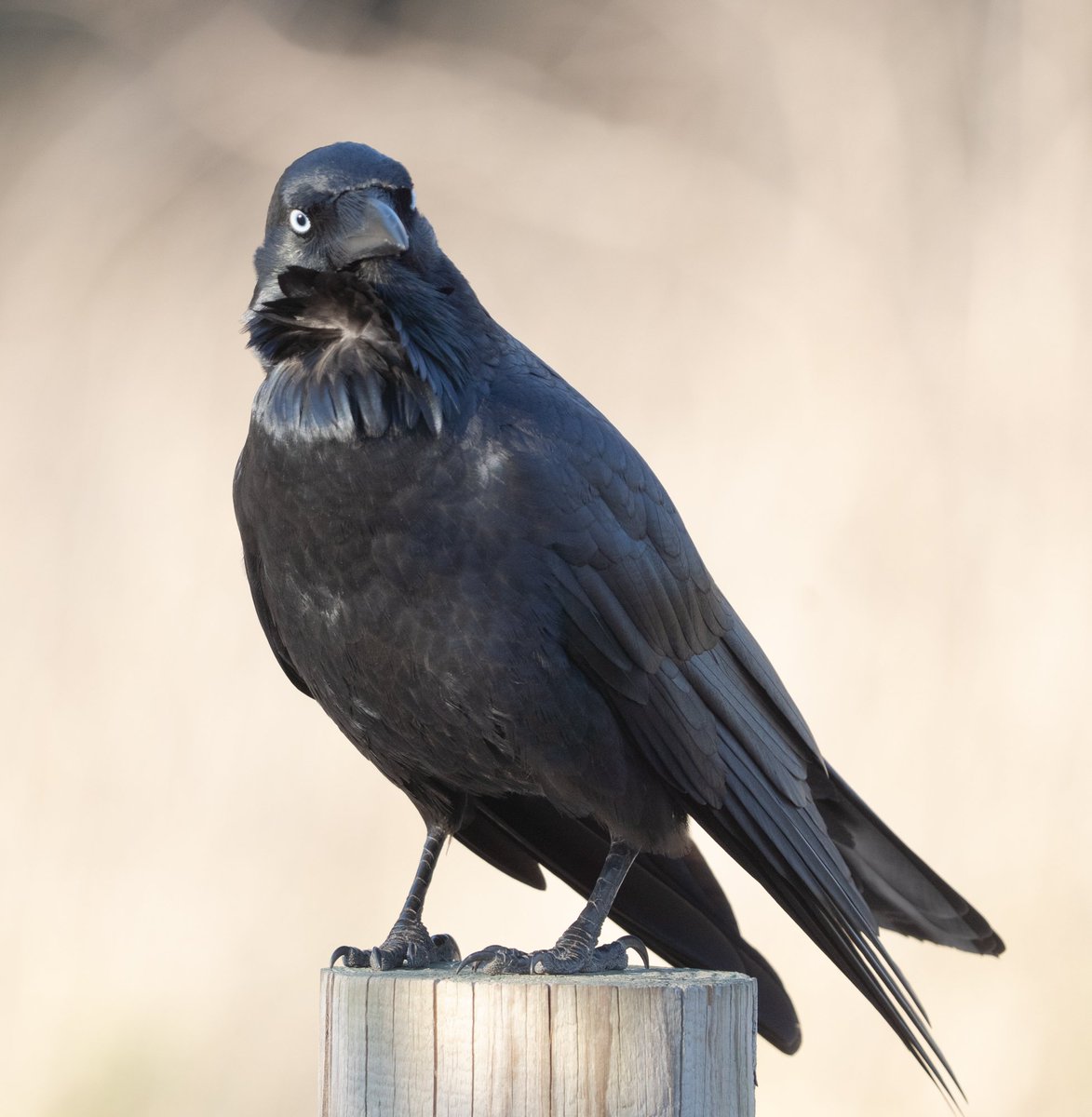 ThingsCanberra's tweet image. Raven - Jerrabomberra Wetlands
