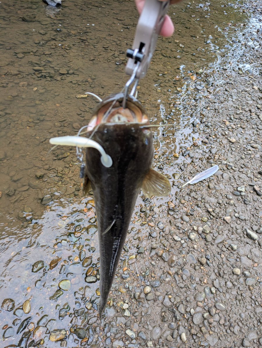 akesoki's tweet image. 20年以上前のワームでもしっかり釣れるんだから、スゴイよね〜
生涯現役かよ。

このワームは、今の時代にはない触り心地ありますよね〜

#スコーピオン
#シャッドテールグラブ
#村田基
#シマノ