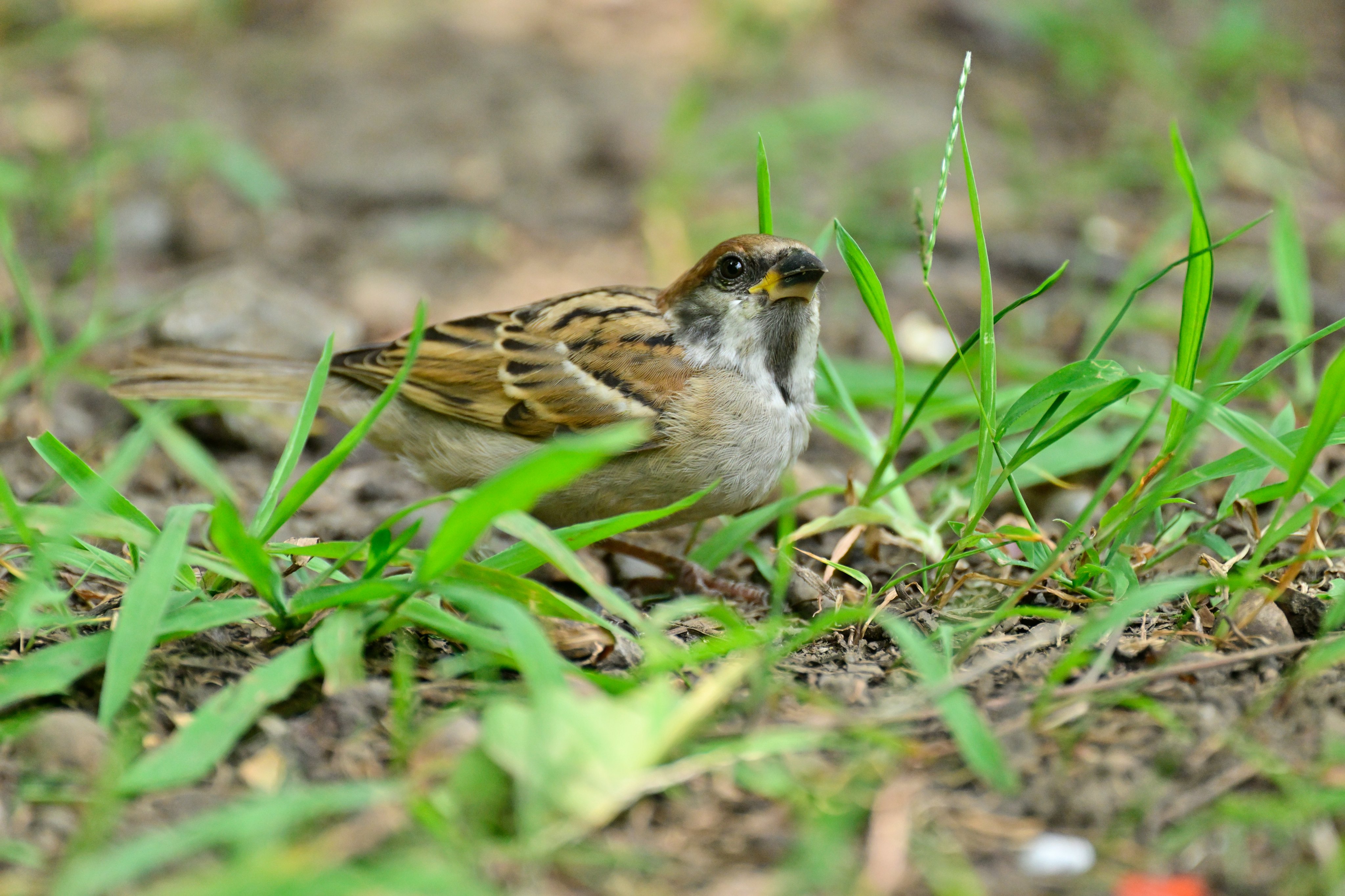 ひよこ♡ ❤︎모루인형❤︎ モール人形 ひよこ | Strawberry Candy