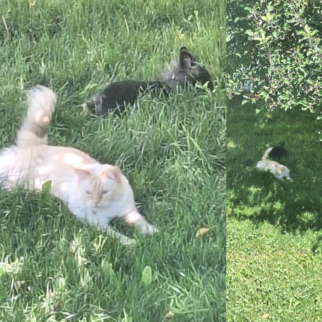 iThinkHarder's tweet image. And the lamb and the lion shall lie down together.
THIS is what they meant! Prophecy fulfilled.